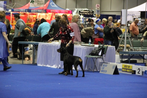 Summer at the Rottweiler Breed Judging for the AKC Owner Handler Series 2013 Inaugural Event 